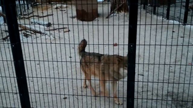 Волки в зоопарке. смотреть онлайн