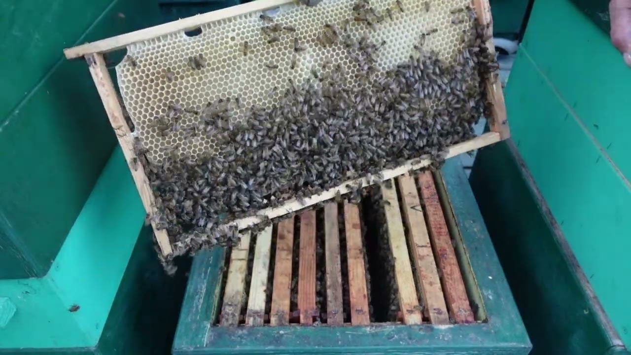 холодные ночи, будет ли мед с акации смотреть онлайн