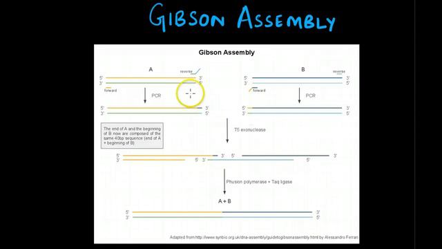 Gibson Assembly смотреть онлайн