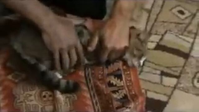 Как Дать Лекарство Коту или Щенку смотреть онлайн