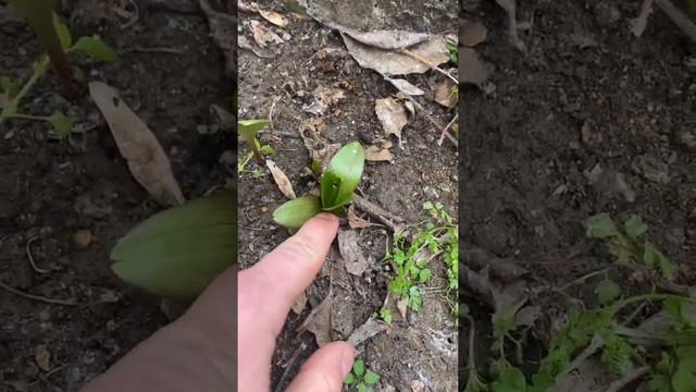 Лилии Проснулись в Феврале И начали Расти. | Размножение Лилий смотреть онлайн