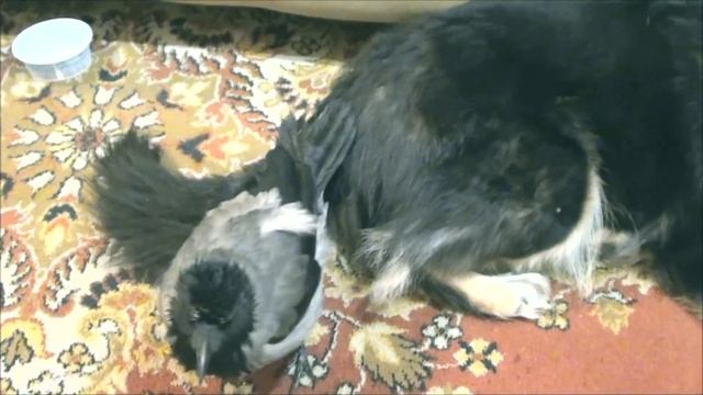 Ворона любит свою "МАМУ" смотреть онлайн