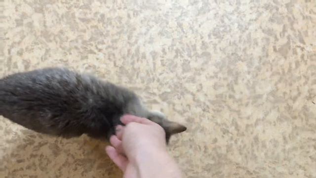 Котенок из 21 смотреть онлайн