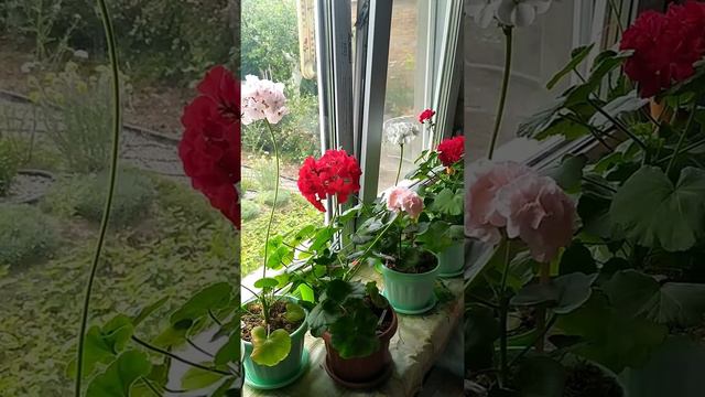 Пеларгонії з черенків і насіння. Яка різниця? смотреть онлайн