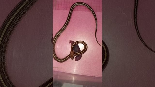 Кормление маисового полоза Катриеля. смотреть онлайн