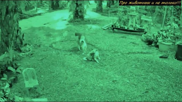 Хозяин дома оторопел обнаружив во дворе странные круги! Узнав кто это сделал, он удивился! смотреть онлайн