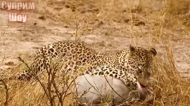 Дикие Кабаны Убивают Леопарда! Кабан в Деле! смотреть онлайн