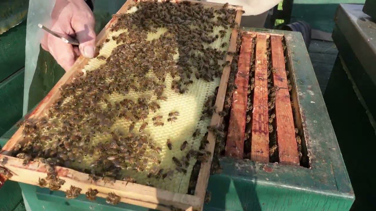 плановая работа на пасеке смотреть онлайн