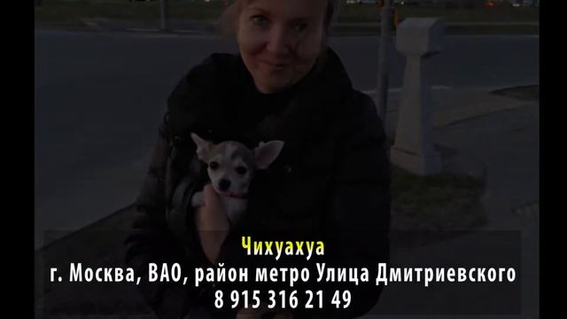 Пропала собака! Чихуахуа. Москва, ВАО, район метро Улица Дмитриевского смотреть онлайн