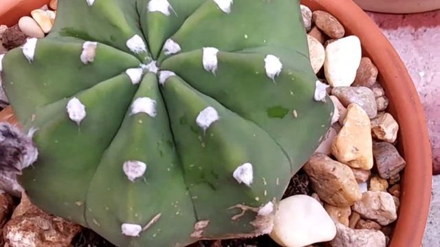 Domino Cactus/echinopsis Subdenudata