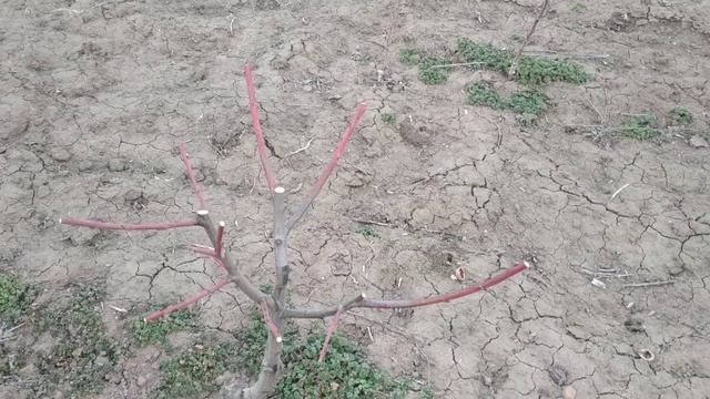 Обрезка персика,первый и второй год.Чаша. смотреть онлайн