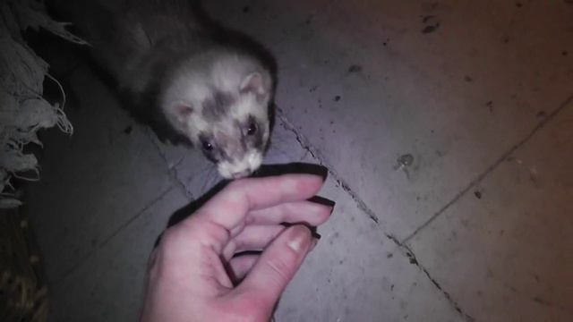 Впервые не кусает... смотреть онлайн