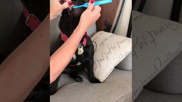 Французский бульдог ( Чистим зубы ) смотреть онлайн