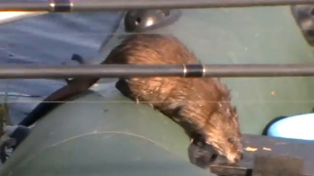 На рыбалке в Новоселовке1 смотреть онлайн