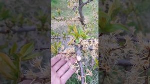 Сад кума, обработки сада и цветение груши Осень Буковины и диплоидной сливы Оцарк Премьер