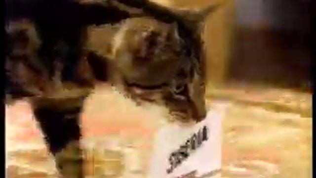 Funny Cat Commercial: Cat vs. Bird смотреть онлайн