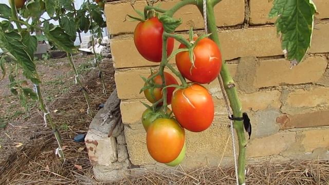 17 августа 2022 года. Высокорослый сорт Де Барао (красный)! смотреть онлайн