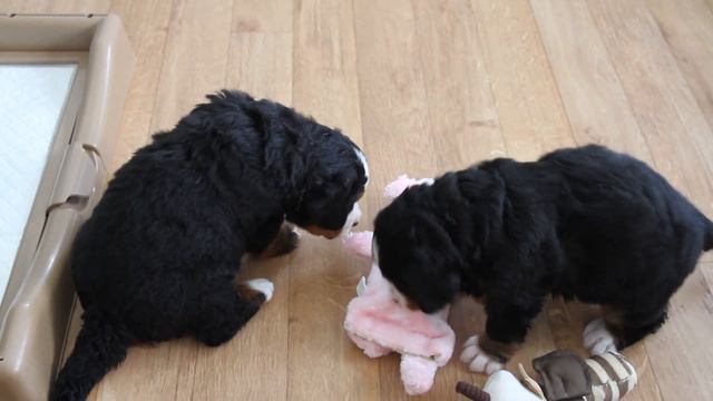 Playtime for Candy & Fuchsia! смотреть онлайн