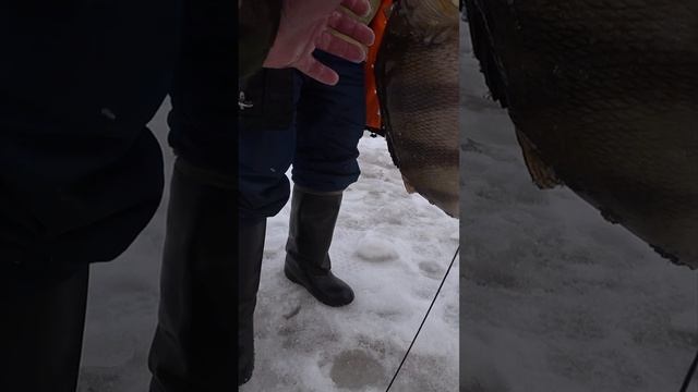 Окунь на 2 кг!