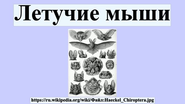 Летучие мыши