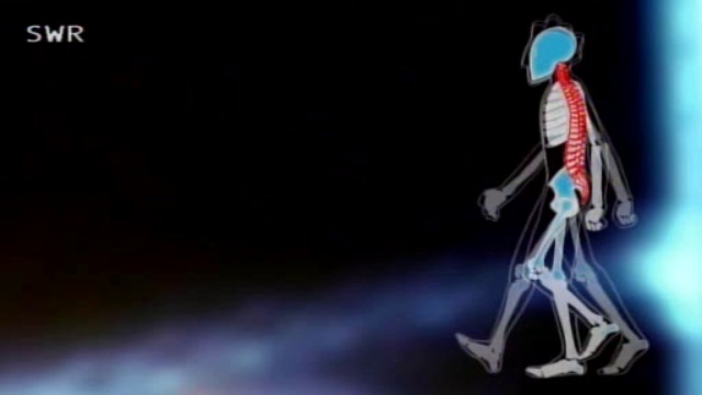 Das Steinzeitrezept - Wie wir unsere Zivilisationskrankh eiten besiegen смотреть онлайн