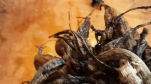 Что делать, если клубни георгин начали расти уже в марте?