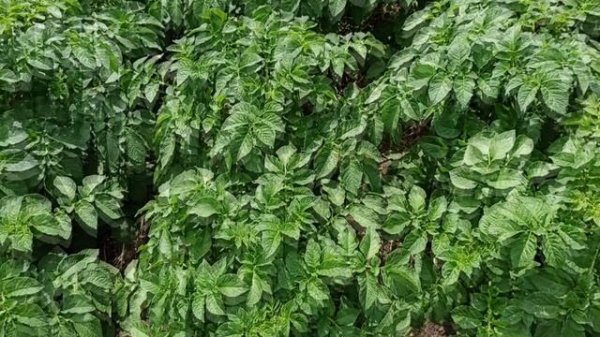 Дела житейские, я в своем репертуаре