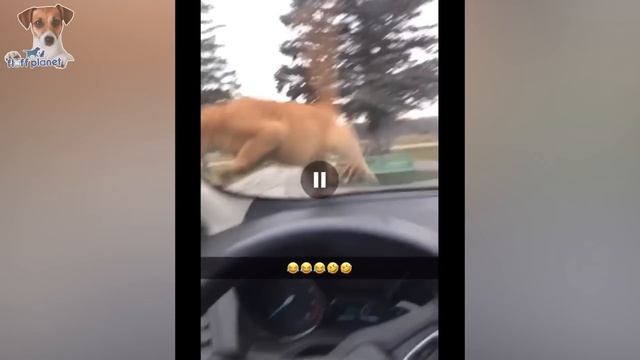 Cucumbers Scare The Life Out Of Cats ? смотреть онлайн
