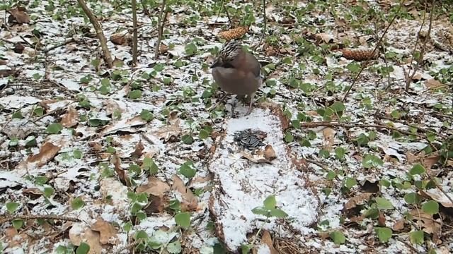 Птицы. Сойка ворует орехи у белок