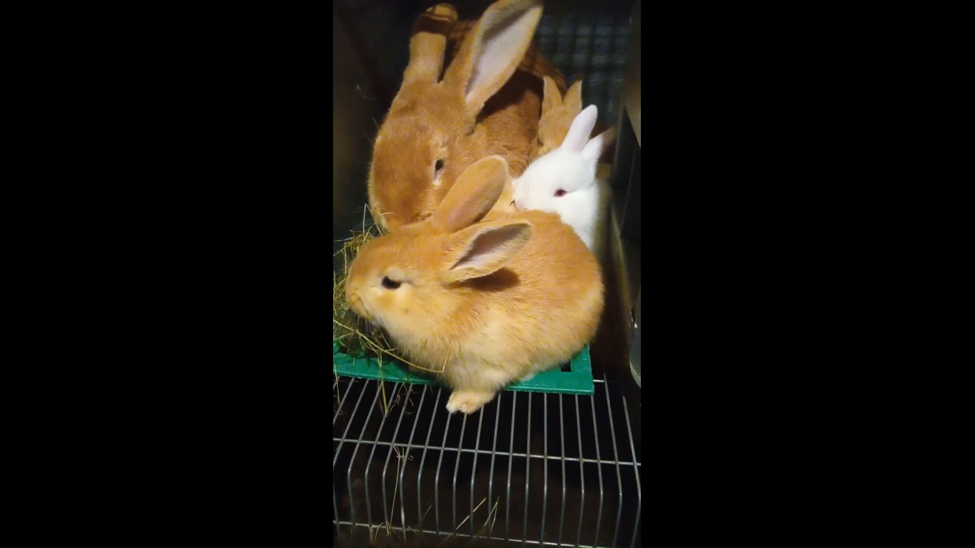 Кролики нашего хозяйства. смотреть онлайн