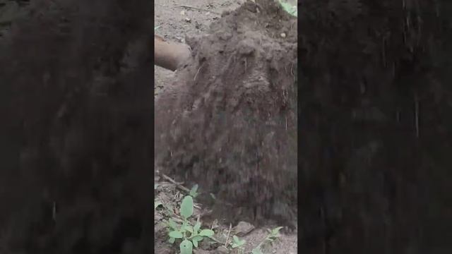 Че там по урожаю кортошки??