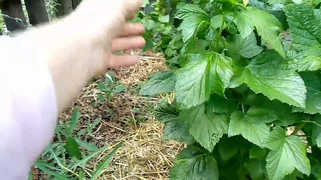 Титания черная смородина смотреть онлайн