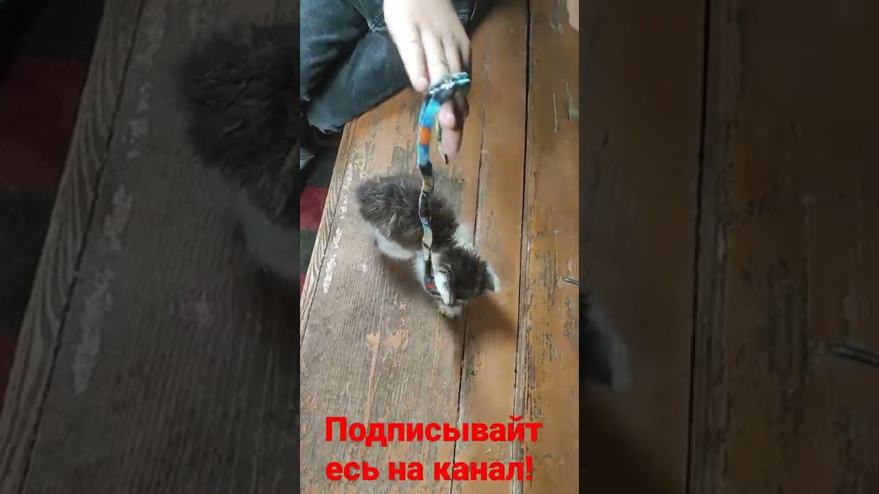 котëнок играется! извиняюсь за большой ролик! смотреть онлайн
