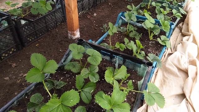 ОБЗОР КЛУБНИКИ В ЯЩИКАХ смотреть онлайн