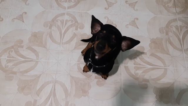 ТАКСА СНУПИ 2020 просит кушать смотреть онлайн