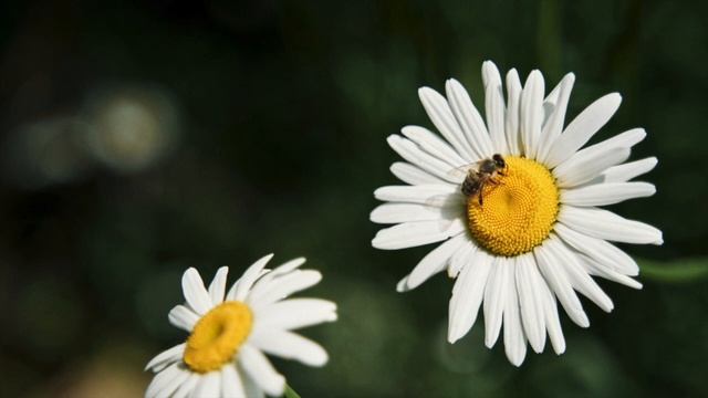 Жалость - пустая трата энергии смотреть онлайн