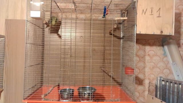 Содержание воробьиных попугаев. Воробьиные попугаи Лессона смотреть онлайн