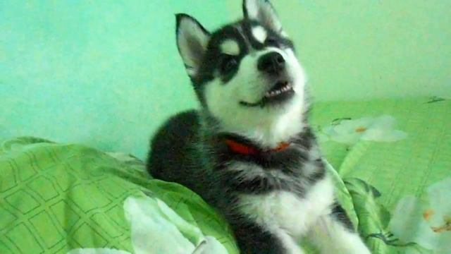 Щенок хаски ругается)
