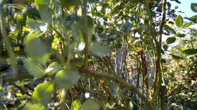 Когда и как я обрезаю розы. смотреть онлайн