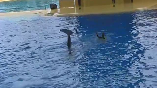 Тенерифе.Лоро парк. Loro park