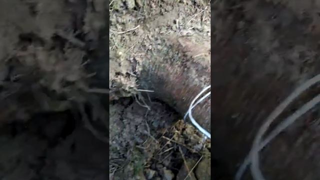 Размеры ёлок 14.11.2019 смотреть онлайн