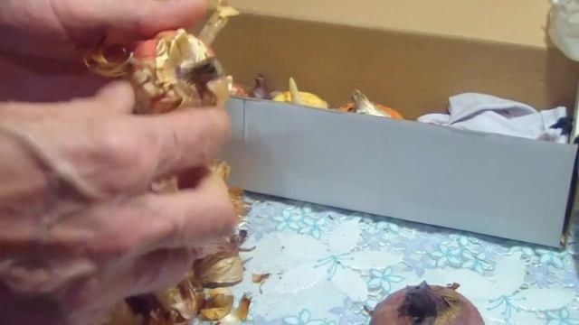 Гладиолусы. Как я храню луковицы. смотреть онлайн