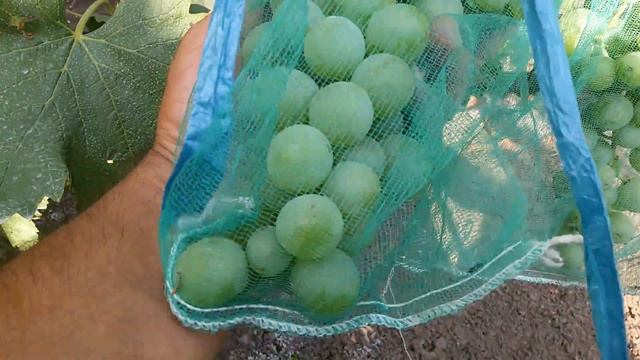 Сорт винограда Юбилей Платова смотреть онлайн