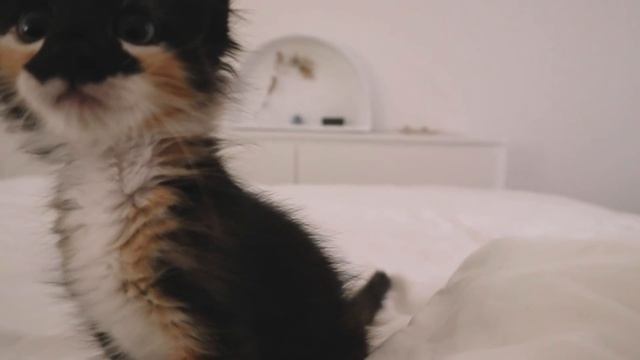 ? EVERYTHING I WISH I KNEW BEFORE ADOPTING A KITTEN смотреть онлайн