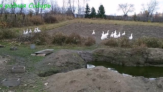 Стройка курятника продолжается. Гуси плавают в пруду. смотреть онлайн