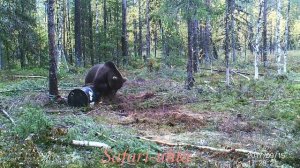 драка бурых медведей