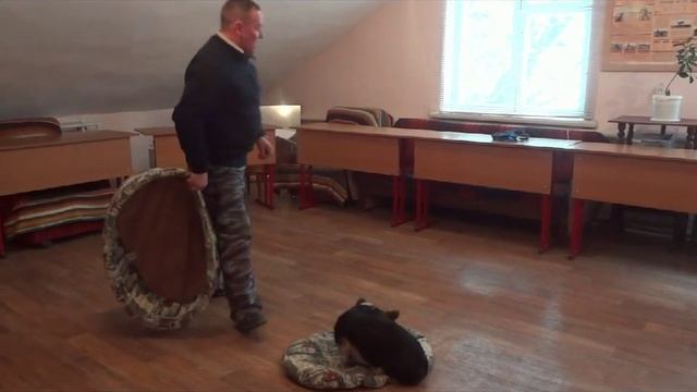 Команда "Место!". Как научить собаку смотреть онлайн