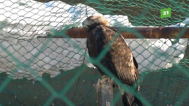 В Челябинском зоопарке спасают раненного сокола смотреть онлайн