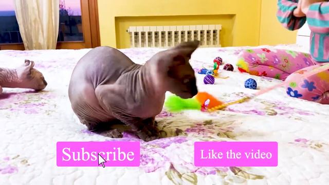 Купили костюмчики для котят породы сфинкс Кобри и Эльфу | Одежда пирата для кошек смотреть онлайн