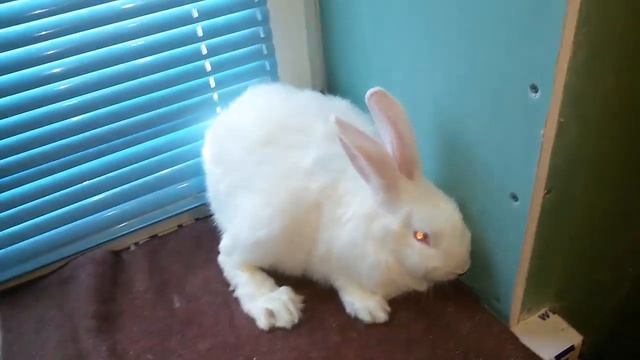 Кроликоферма. Малоклюзия резцов у кролика смотреть онлайн